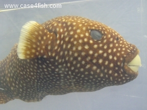 Foto Galerie/Tetraodontiformes/Arothron meleagris/Arothron meleagris_01_S.jpg